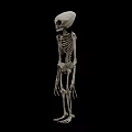 Alien Creature Skeleton Displaying Humanoid Form With Large Skull And Long Limbs