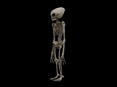 Alien Creature Skeleton Displaying Humanoid Form With Large Skull And Long Limbs 3d model