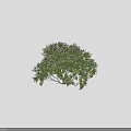 Two Green Garden Shrubs with Lush Foliage and Natural Bush Shape for Outdoor Landscape Decoration