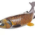 Golden Orange Carp With Shiny Scales Streamlined Body Black Fins And Yellow Tail