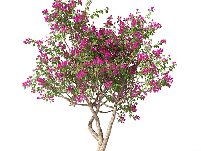 Lush Tree with Pink Flowers and Green Leaves on Twisted Trunk 3d model