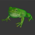 Green Frog With Red Toes On Dark Surface Showing Reflection 3d model