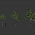 Three Trees With Thick Trunks Lush Green Leaves And Small Human Figures For Size Comparison