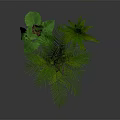 Green Plants with Different Leaf Shapes in Multiple Brown and Transparent Pots Against Dark Background