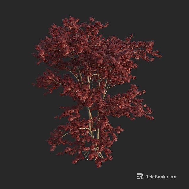 Vibrant Red Leaf Tree with Lush Foliage Against Black Background 3d model