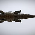 Realistic 3D Model of Aquatic Animal Crocodile with Open Mouth and Scaly Skin