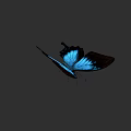 Stunning Blue Butterfly With Dark Wing Tips Flying In Mid Air