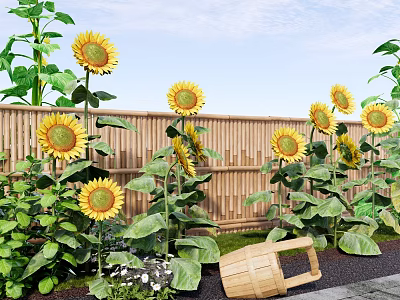 Bright Yellow Sunflowers With Green Leaves Near Wooden Fence And Bucket 3d model
