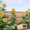 Bright Yellow Sunflowers With Green Leaves Near Wooden Fence And Bucket