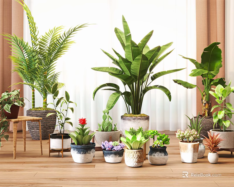 Indoor Potted Plants with Broad Leaf Fern and Tropical Green Foliage in Ceramic Planters 3d model 