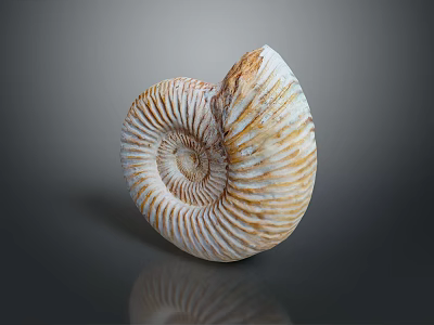 Decorative Ammonite Shell With Spiral Shape And Brown White Texture For Home Decor 3d model