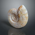 Chi chrysanthemum stone ancient fossil stone chrysanthemum fossil items 3d model
