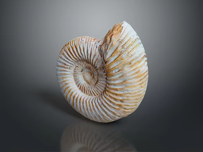 Chi chrysanthemum stone ancient fossil stone chrysanthemum fossil items 3d model