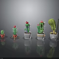 Colorful Potted Cactus Plants Of Various Sizes With Red Blooms And Spines