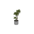 Decorative Plant Arrangement With Curved Trunks Green Leaves Gray Pots And Small Pebbles