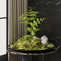 Lush Bonsai Plant With Green Moss Fern And Stone In Tray On Dark Wall