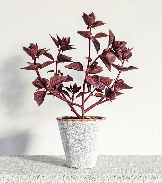 Bonsai Plant with Deep Purple Leaves and Stems in White Pot with Brown Rim Accent 3d model 