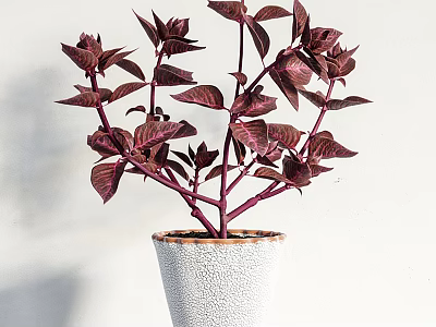 Bonsai Plant with Deep Purple Leaves and Stems in White Pot with Brown Rim Accent 3d model