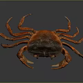 Close Up Of Crab Organs And Hair With Red Shell Claws And Legs