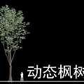 Dynamic Deciduous Maple Tree with Lush Green Foliage and Human Figure for Scale