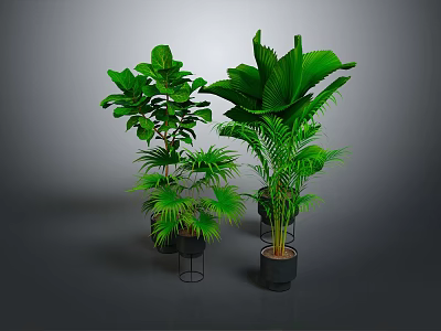 Various Types of Green Leafy Indoor Plants in Black Pots on Stands with Gray Background 3d model