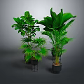 Various Types of Green Leafy Indoor Plants in Black Pots on Stands with Gray Background
