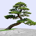 Bonsai Arbor with Curved Trunk and Lush Foliage on Green Grass and Light Colored Ground