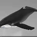 Black Whale Model With White Belly Visible Fins And Tail On Light Background