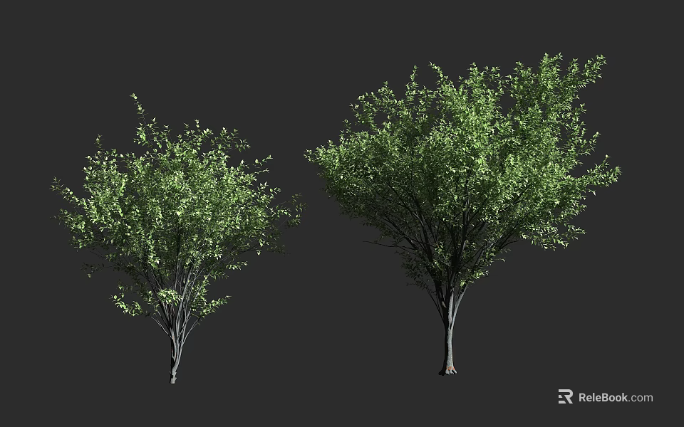 Two Arbor Trees With Green Foliage And Brown Trunks Against Dark Background 3d model 