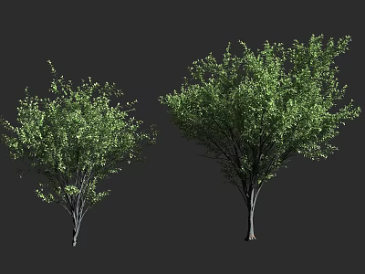 Two Arbor Trees With Green Foliage And Brown Trunks Against Dark Background 3d model