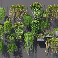 Lush Green Hanging Basket Plants With Various Trailing Vines And Decorative Foliage