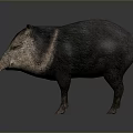 Realistic 3D Rendered Wild Boar Model With Detailed Fur And Standing Pose 3d model