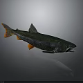 Speckled Dark Green Fish With Orange Fins And Tail On Gray Background