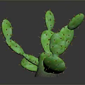 Natural Green Cactus With Branching Stems Yellow Spines And Dark Background Shadow