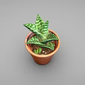 Potted Plant With Green And White Striped Leaves In Orange Terracotta Pot