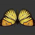 Vibrant Yellow And Orange Butterfly With Black Edged Wings On Dark Background