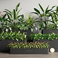 Indoor Bonsai Potted Plants Collection With Various Green Plants And Stylish Planters