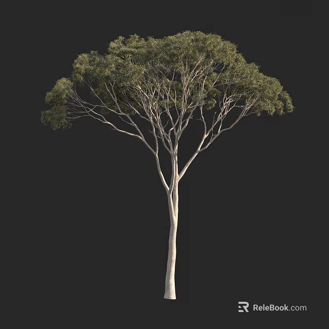 Tall Isolated Tree with Slender Trunk and Green Foliage on Black Background 3d model 