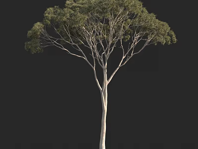 Tall Isolated Tree with Slender Trunk and Green Foliage on Black Background 3d model