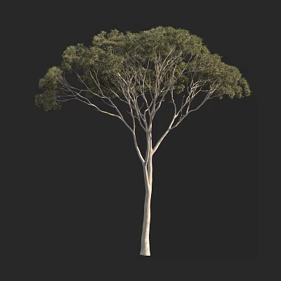 Tall Isolated Tree with Slender Trunk and Green Foliage on Black Background 3d model