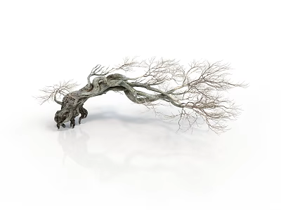 Withered Tree with Twisted Trunk Slender Branches and Rough Texture on White Background 3d model