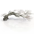 Withered Tree with Twisted Trunk Slender Branches and Rough Texture on White Background