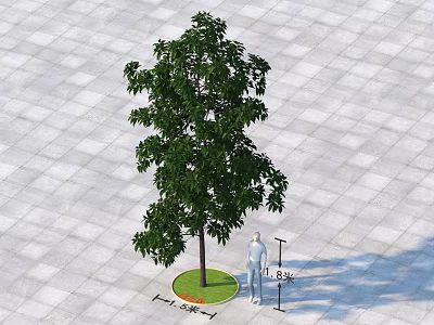 Lush Leafy Arbor in Circular Grass Lawn with Square Tiled Ground and Height Indicator 3d model