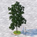 Lush Leafy Arbor in Circular Grass Lawn with Square Tiled Ground and Height Indicator