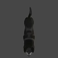3D Animated Dog Character For Game Movie With Black White Fur Standing Pose