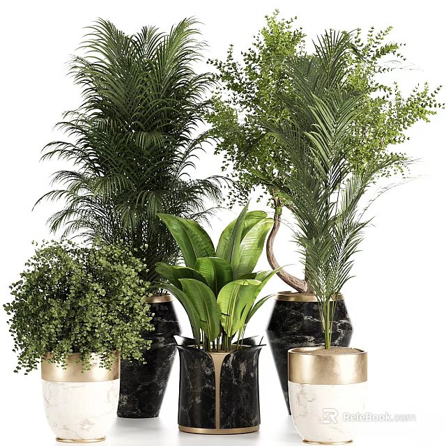 Stylish Indoor Garden Accents with Various Green Plants and Black Gold Planters 3d model 