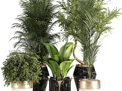 Stylish Indoor Garden Accents with Various Green Plants and Black Gold Planters 3d model