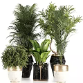 Stylish Indoor Garden Accents with Various Green Plants and Black Gold Planters