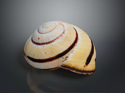 Shiny Spiral Shell With Cream White Base And Dark Brown Stripes 3d model