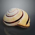 Shiny Spiral Shell With Cream White Base And Dark Brown Stripes